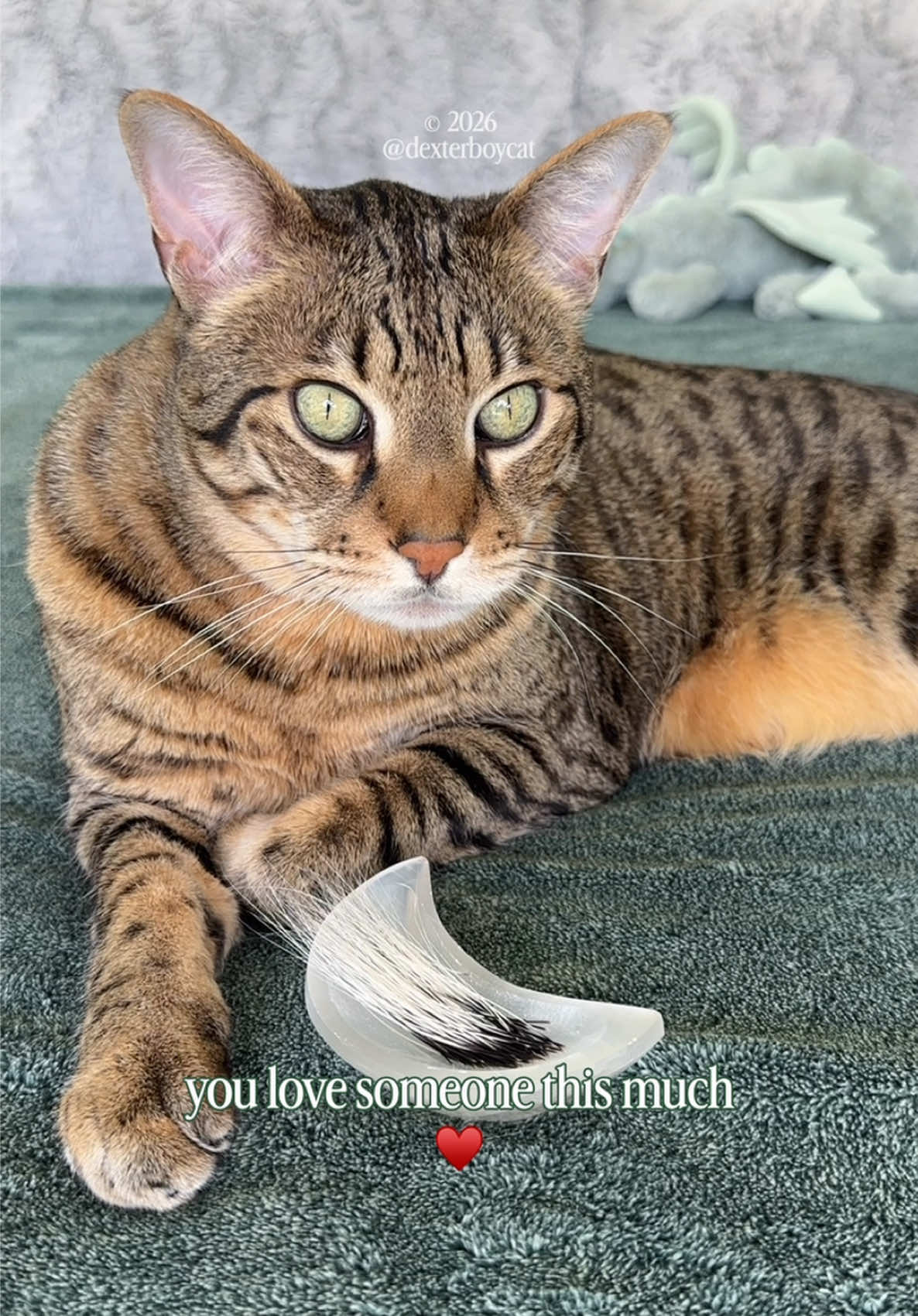 @dexterboycat 🐆♥️