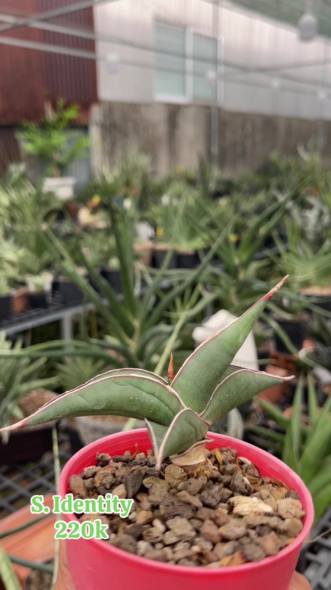 @The Sansevieria Farm