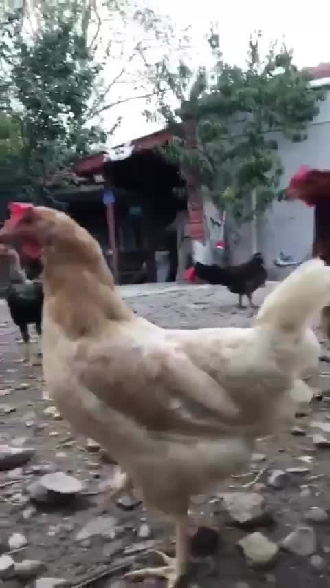 @kamilcop