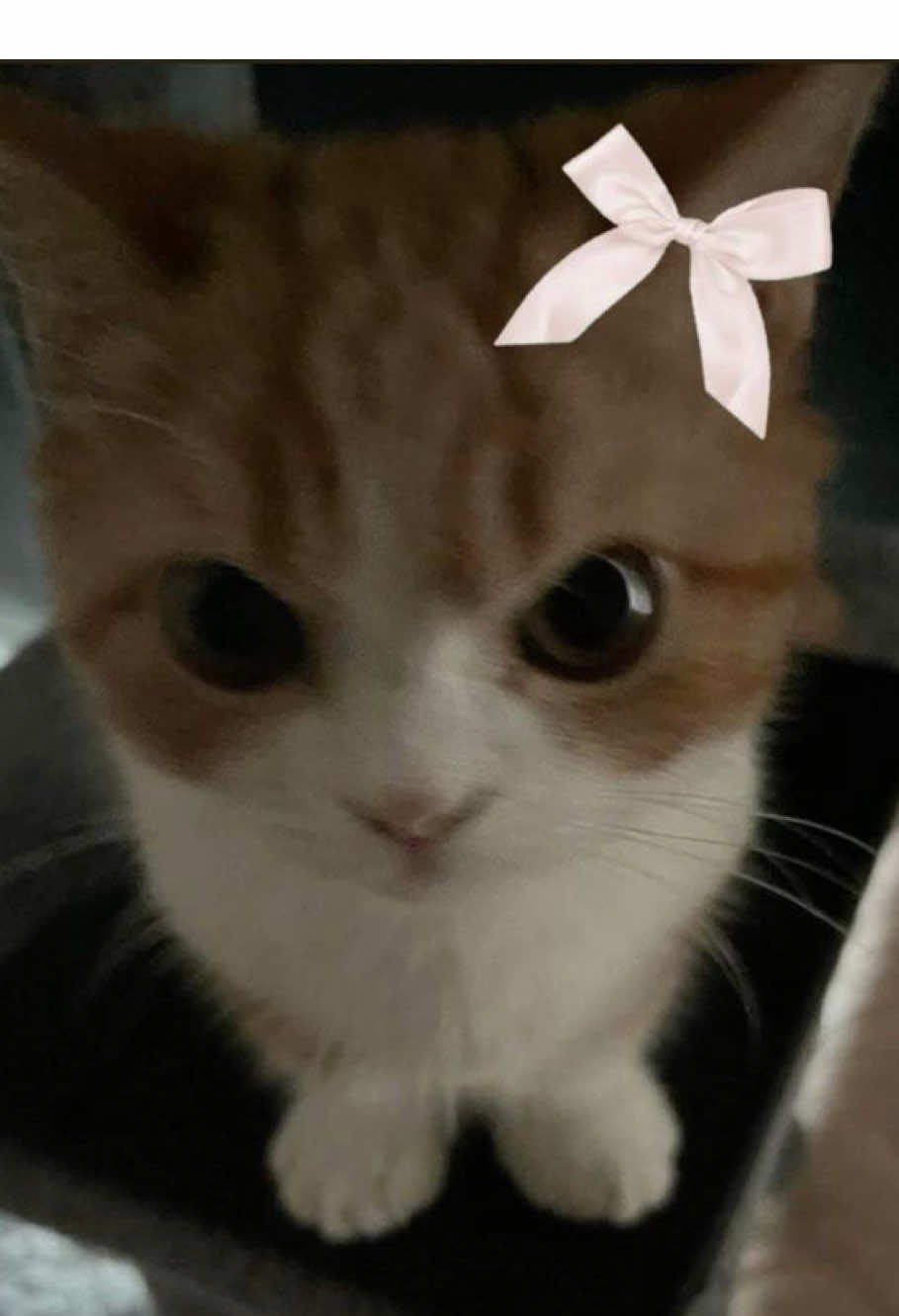 @ѕн&iota;к&iota;я&alpha;?