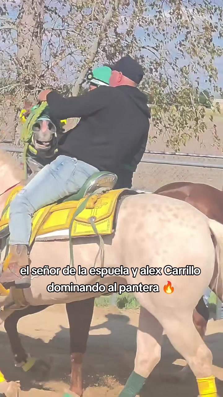 @carriles altos de jalisco🐎