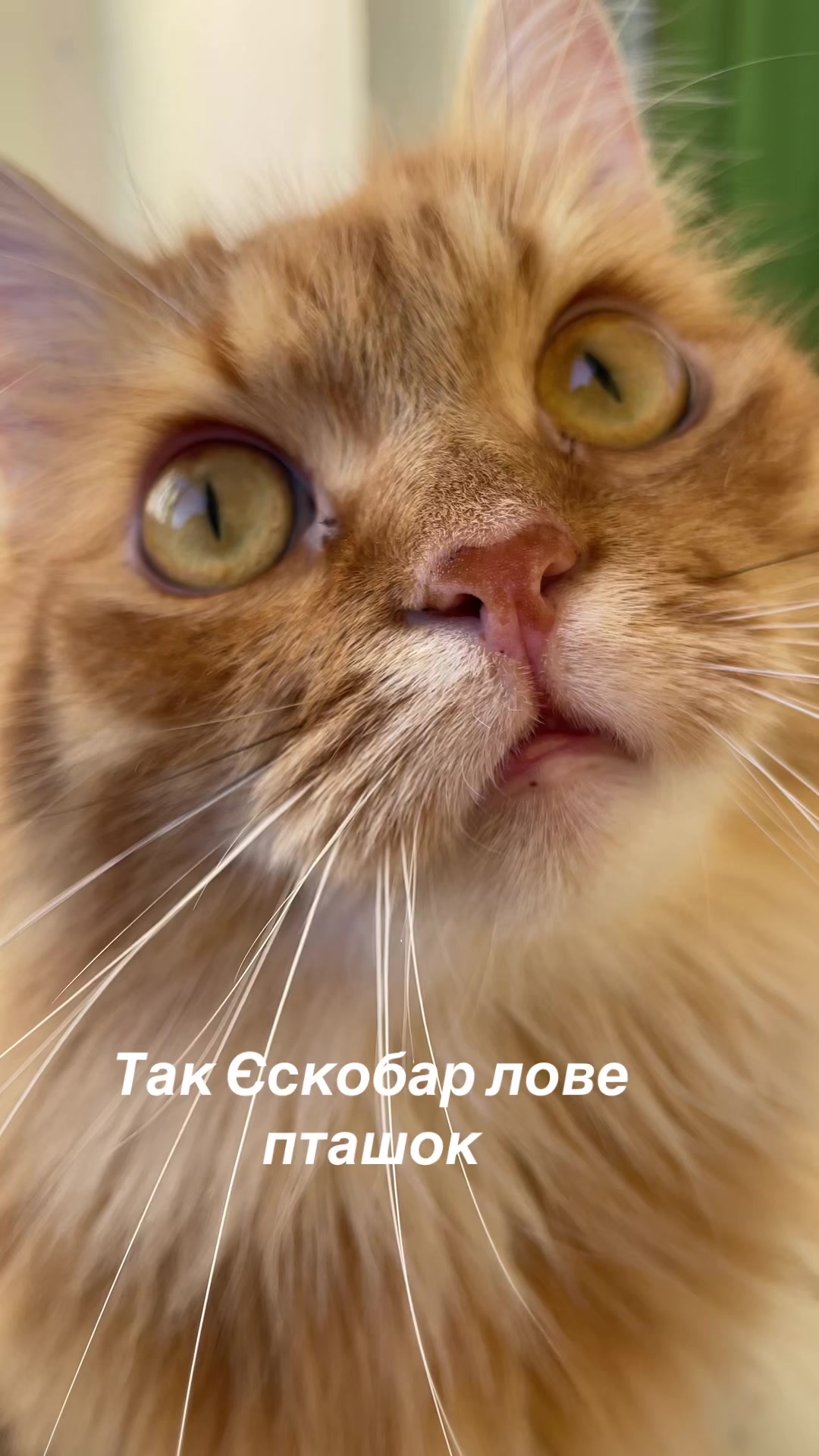 @@belirinka