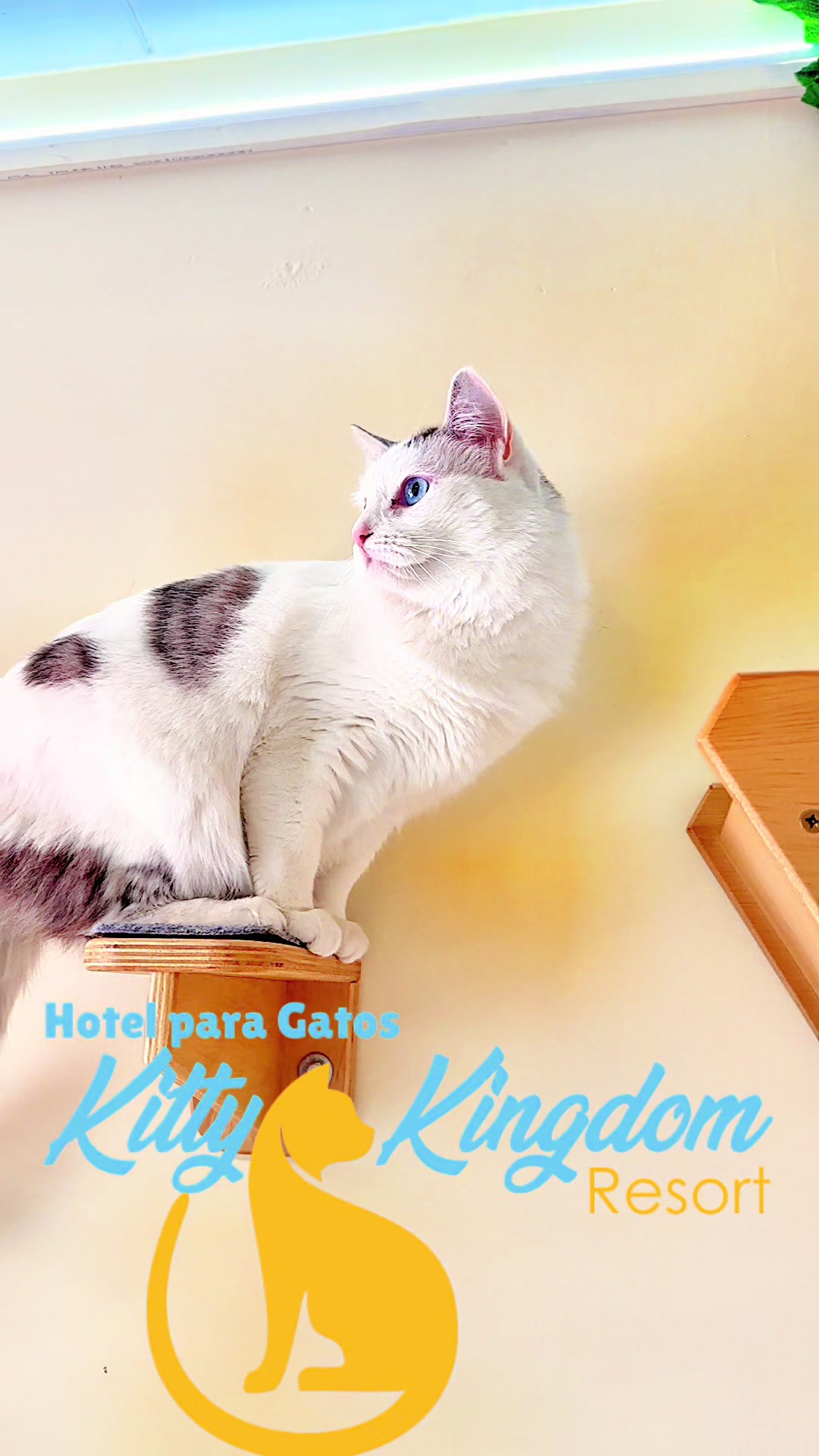 @Hotel Kitty kingdom Resort