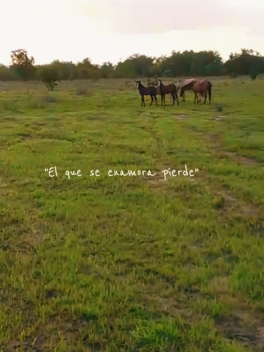 @LlaneritaOficial