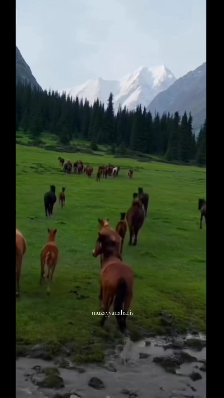 @muzayyanaharis