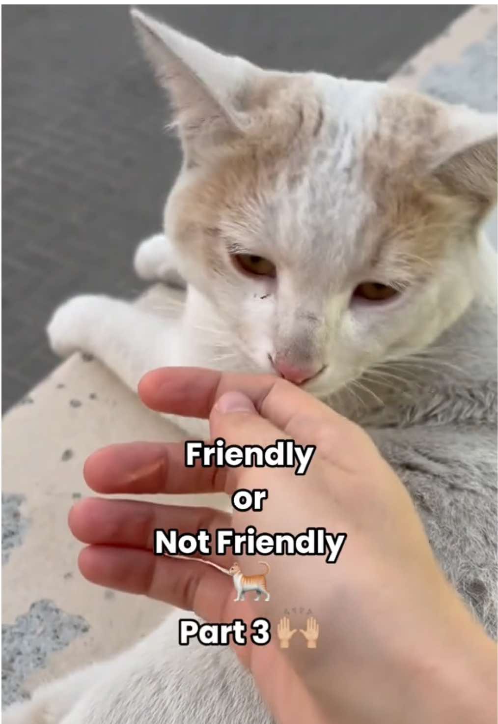 @ElkoyCats