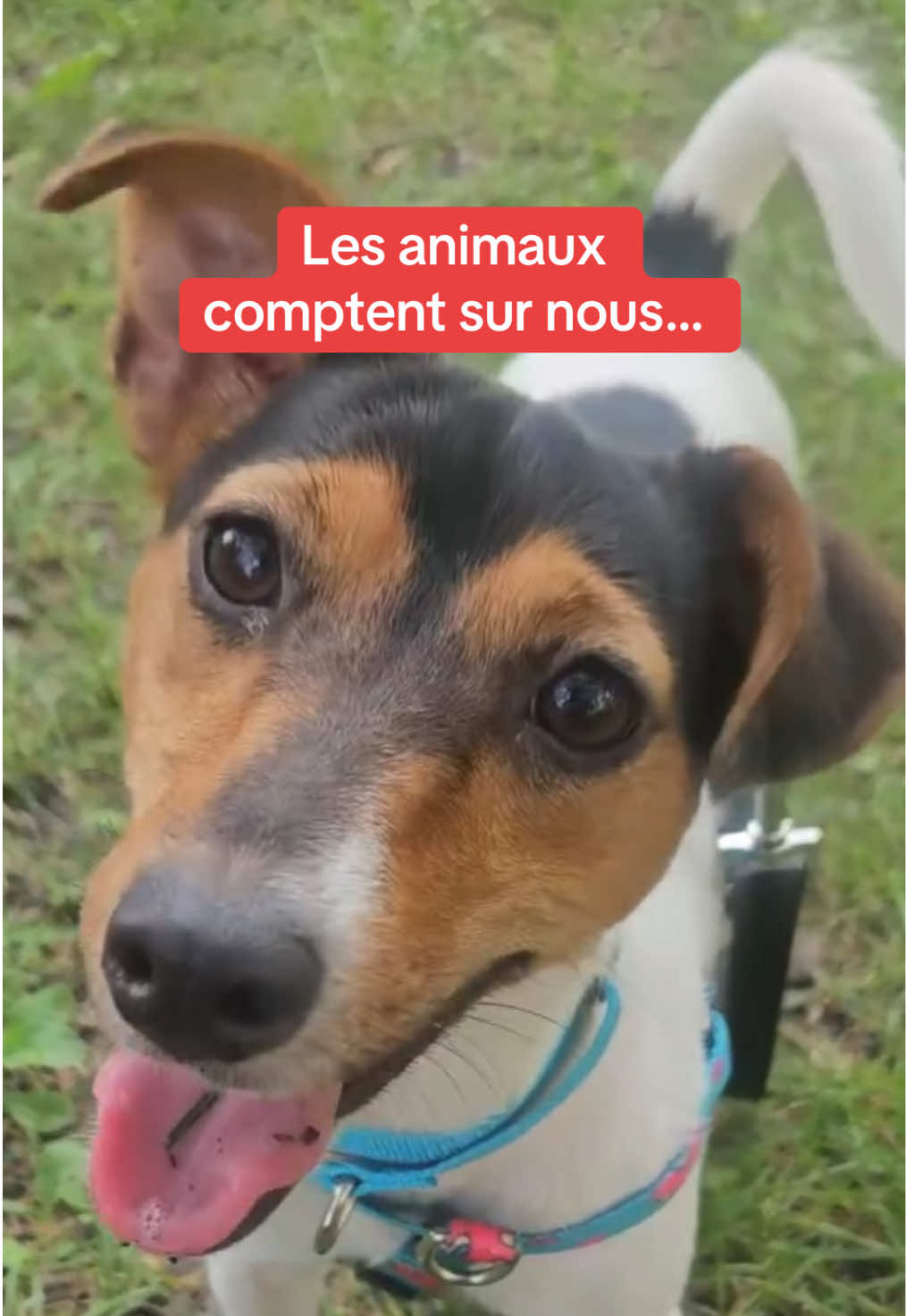 @Montreal SPCA