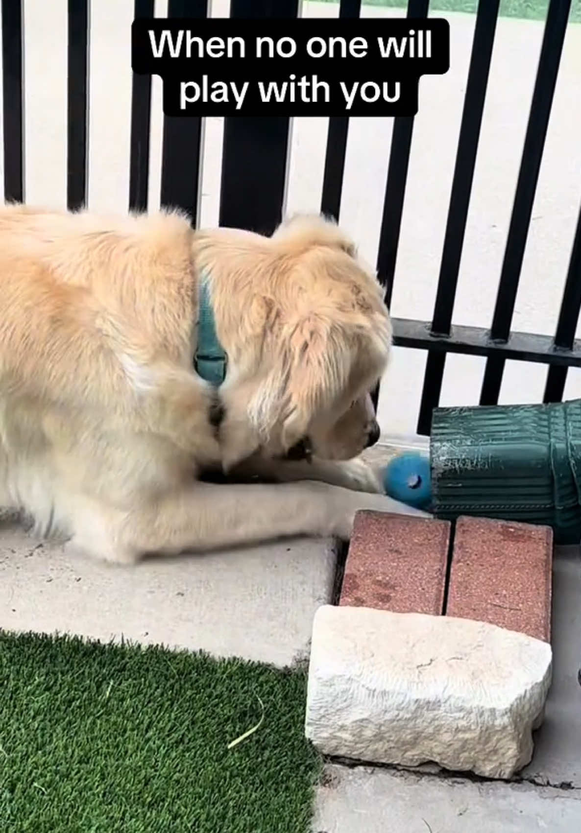 @@ballparkdoxies