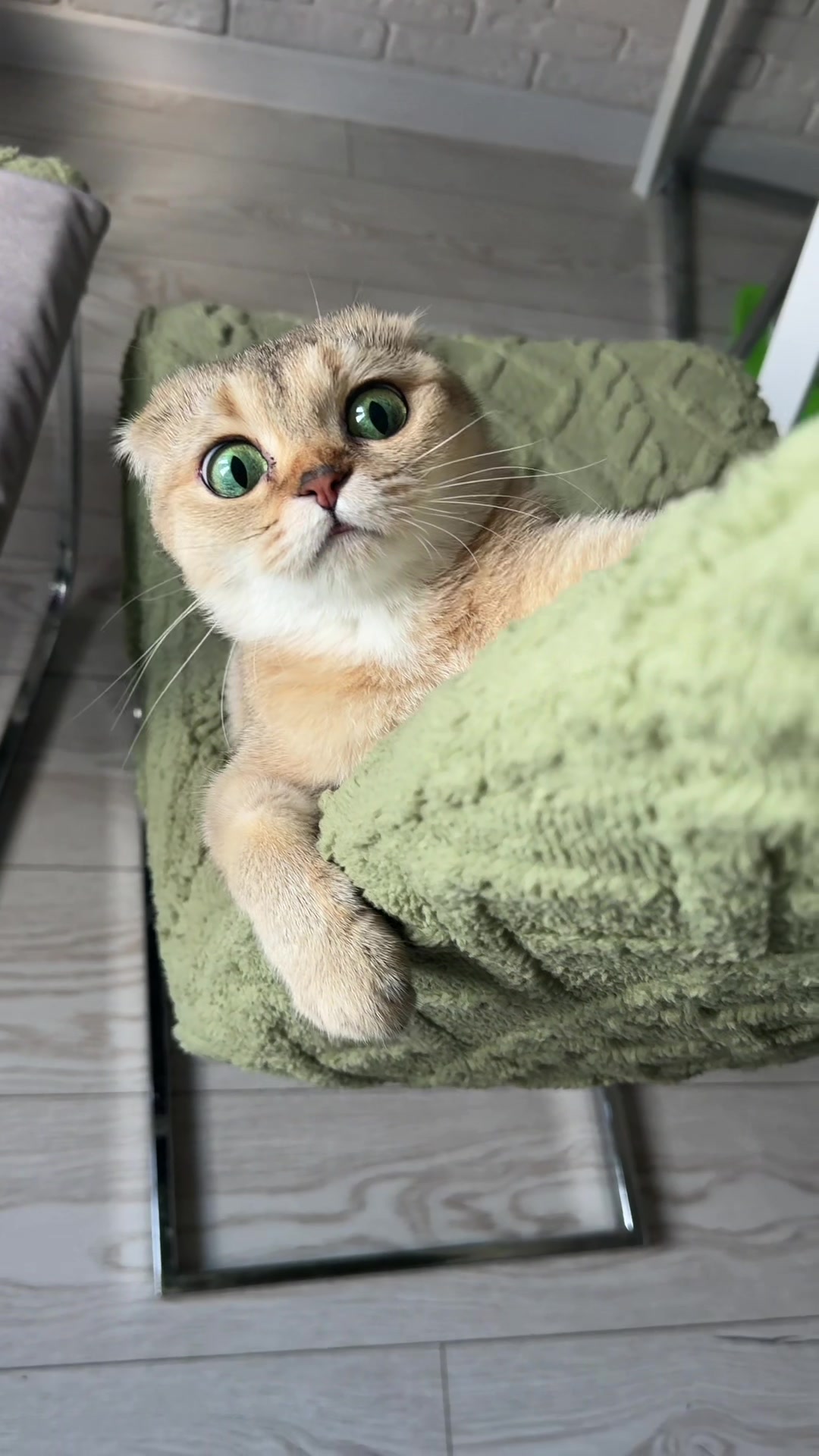 @Cat&Kittens