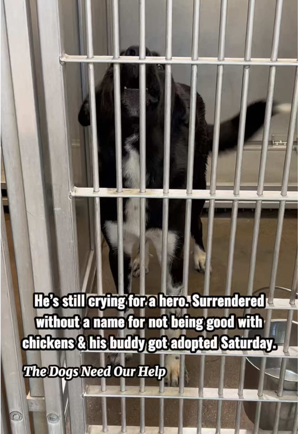@The Dogs Need Our Help
