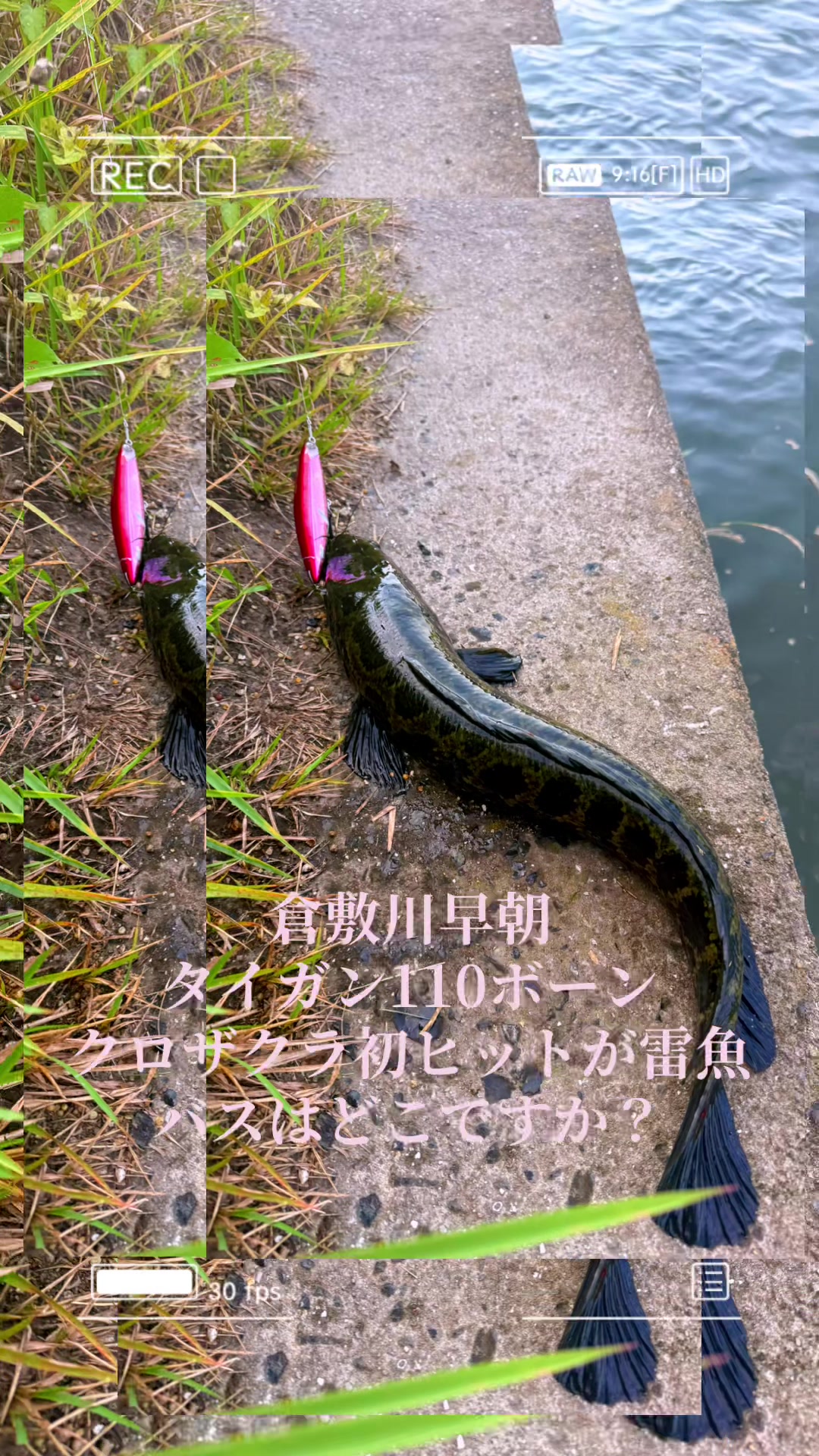 @片田舎のおっさんブラックバスを釣る