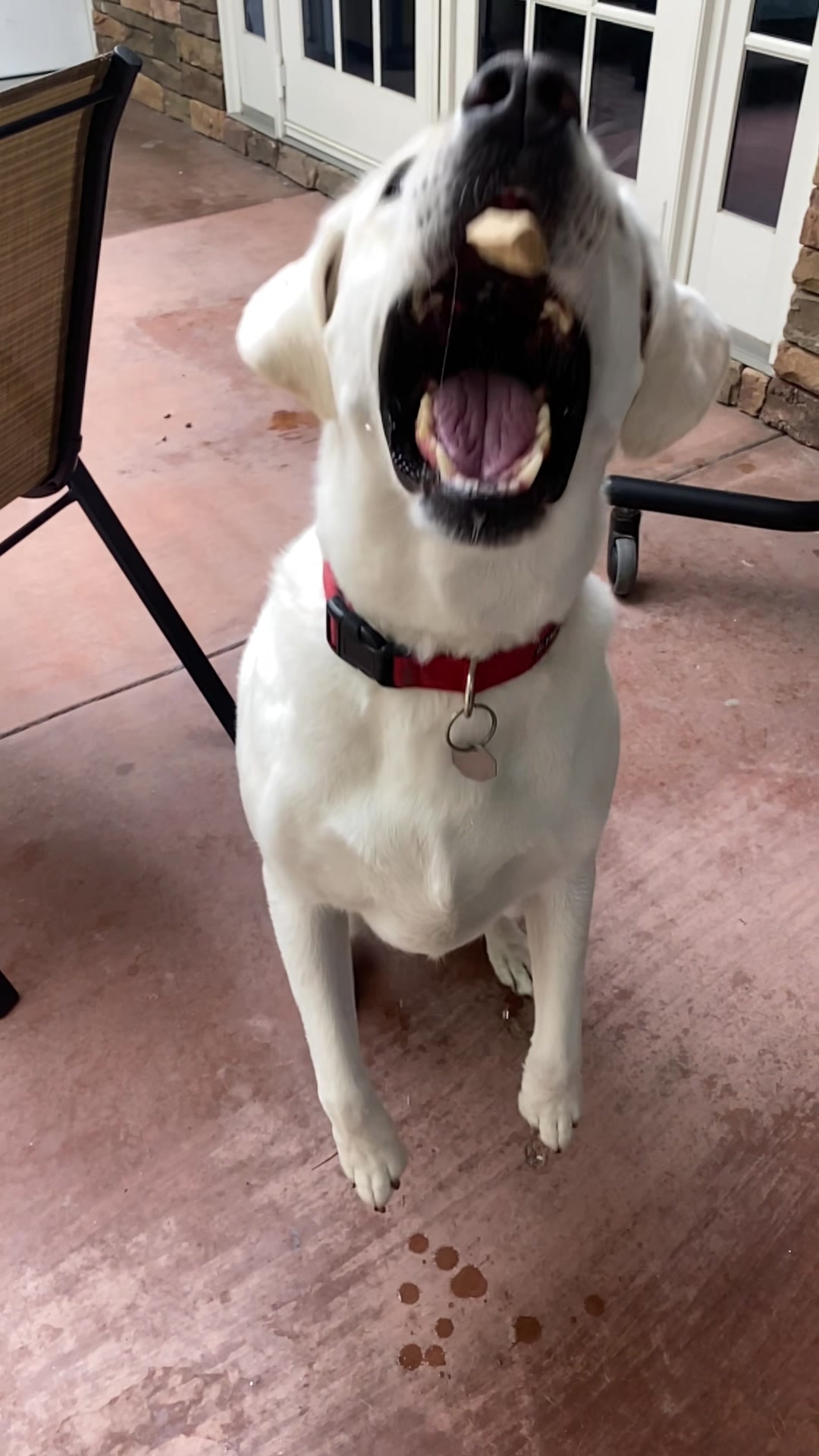 @dogwalkerannika
