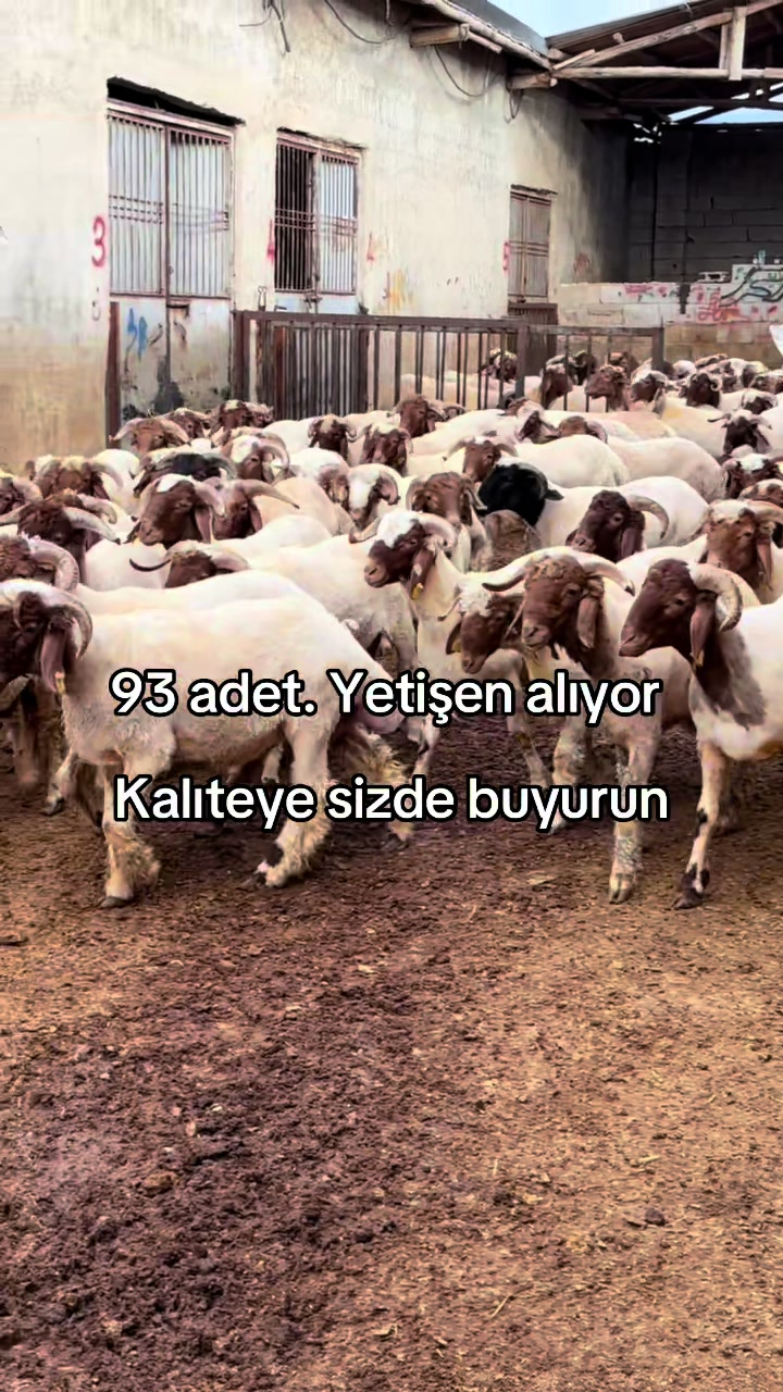 @Ahmet Sönmez