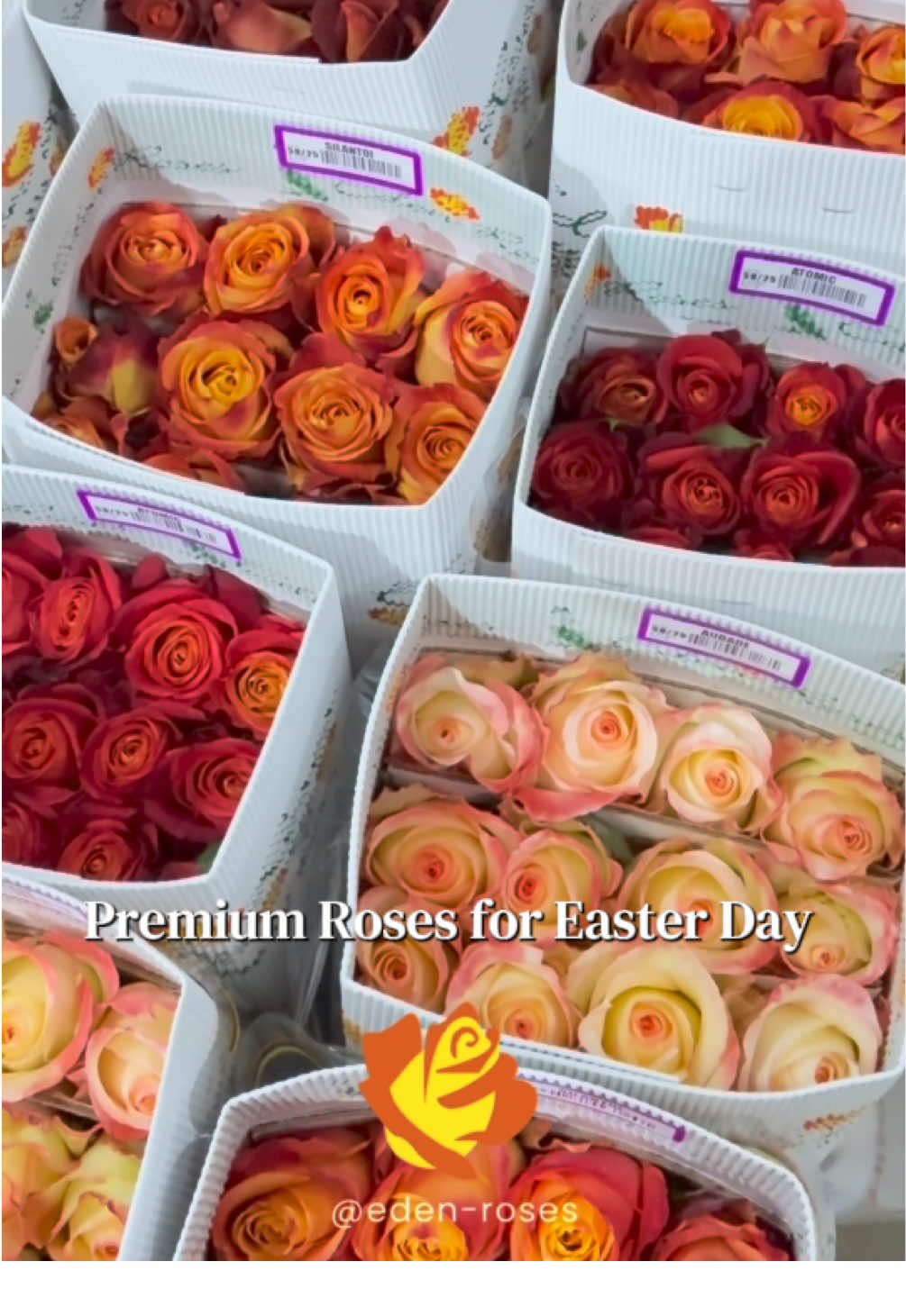 @Eden Roses