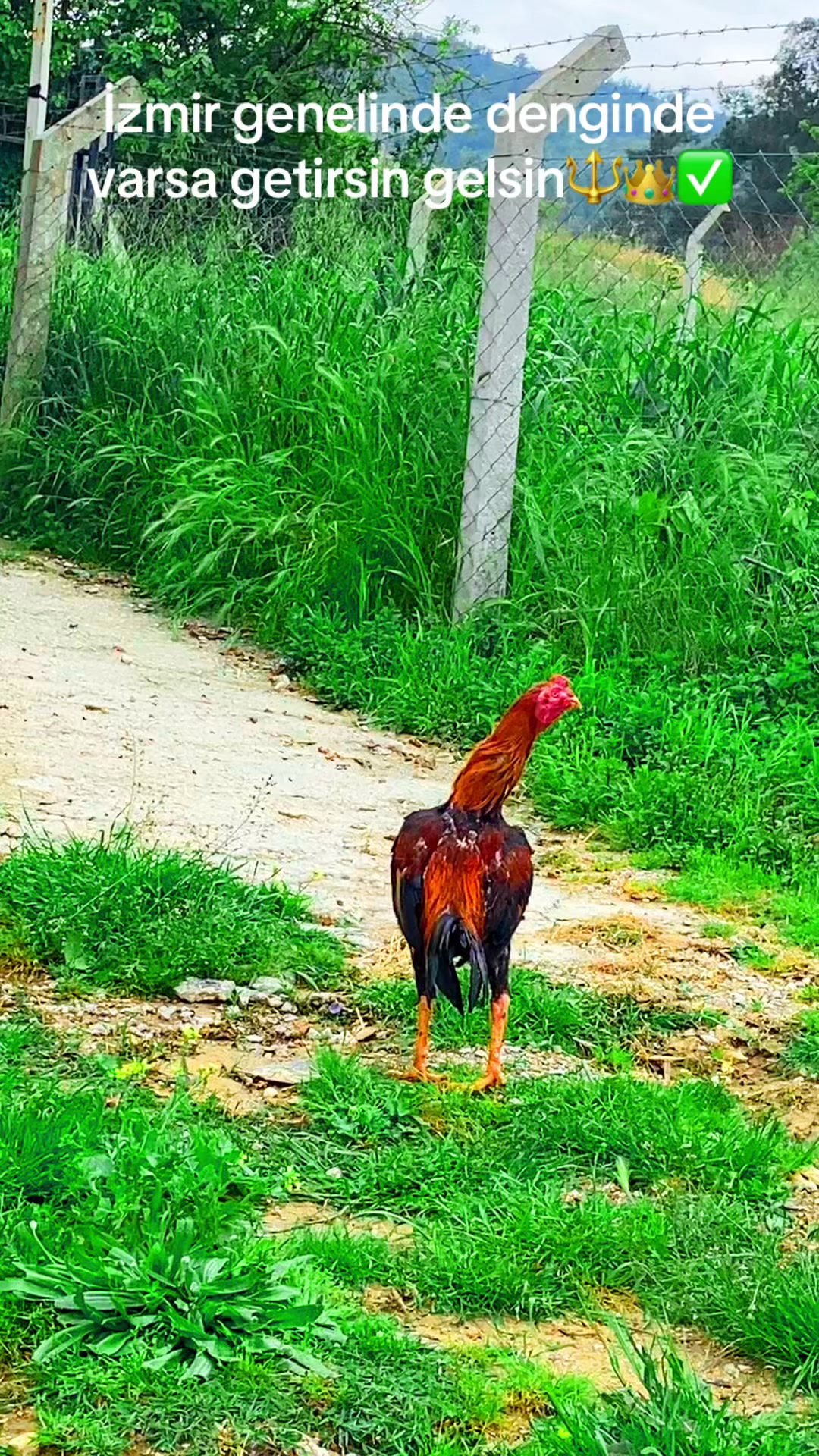 @Gürkan