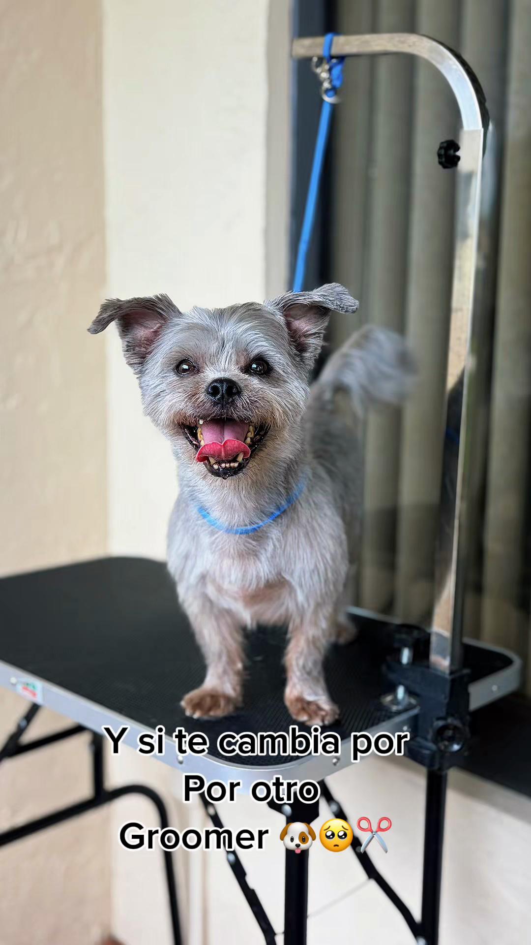 @Krazypaws🐾