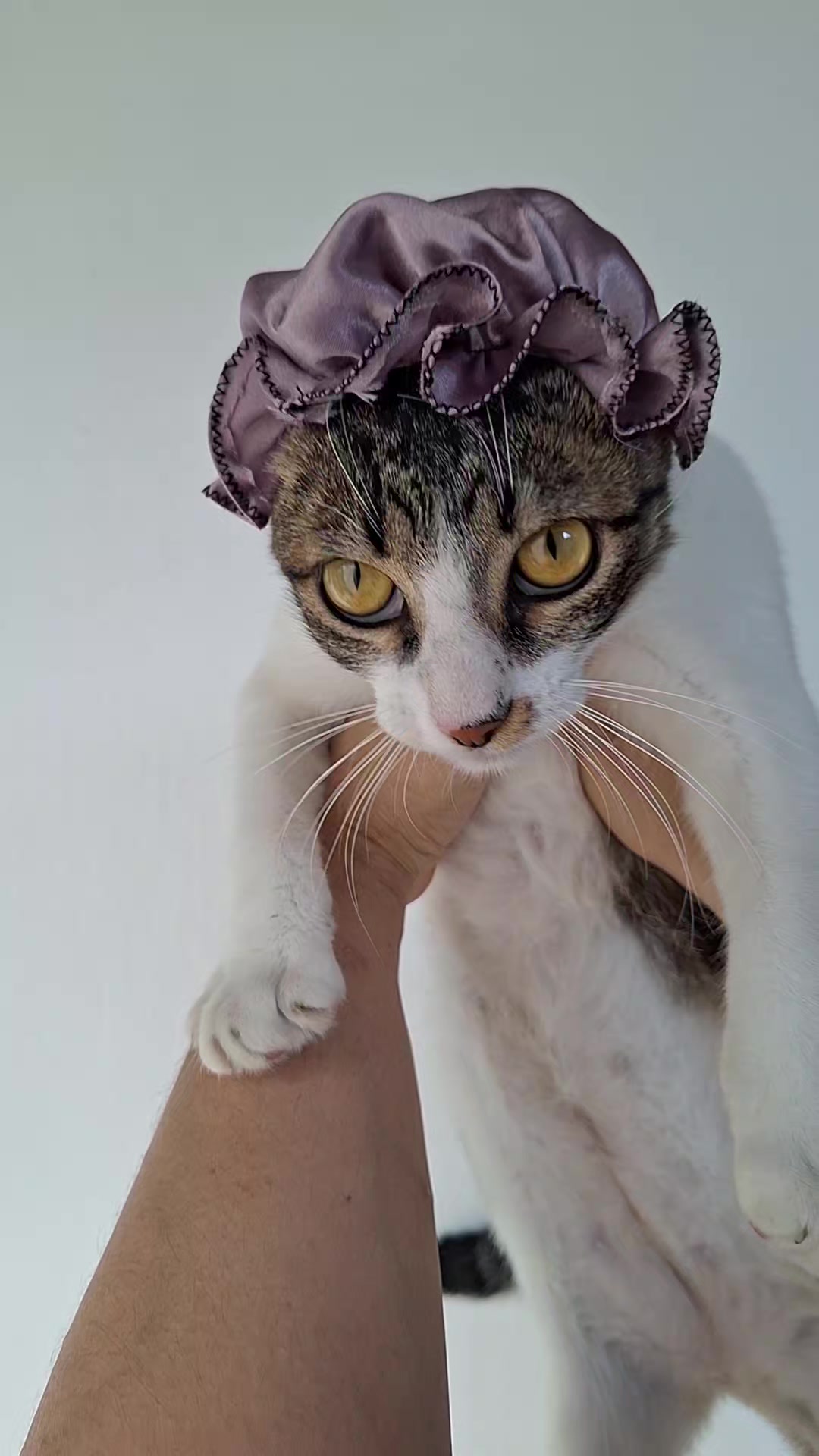 @casa dos gatos
