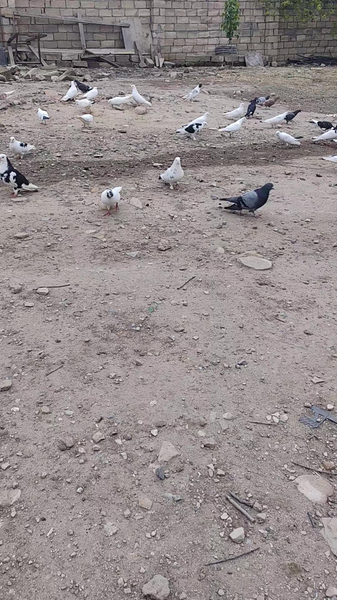 @𖤓𝐍𝐔𝐑𝐋𝐀𝐍𖤓&sup3;&sup3;
