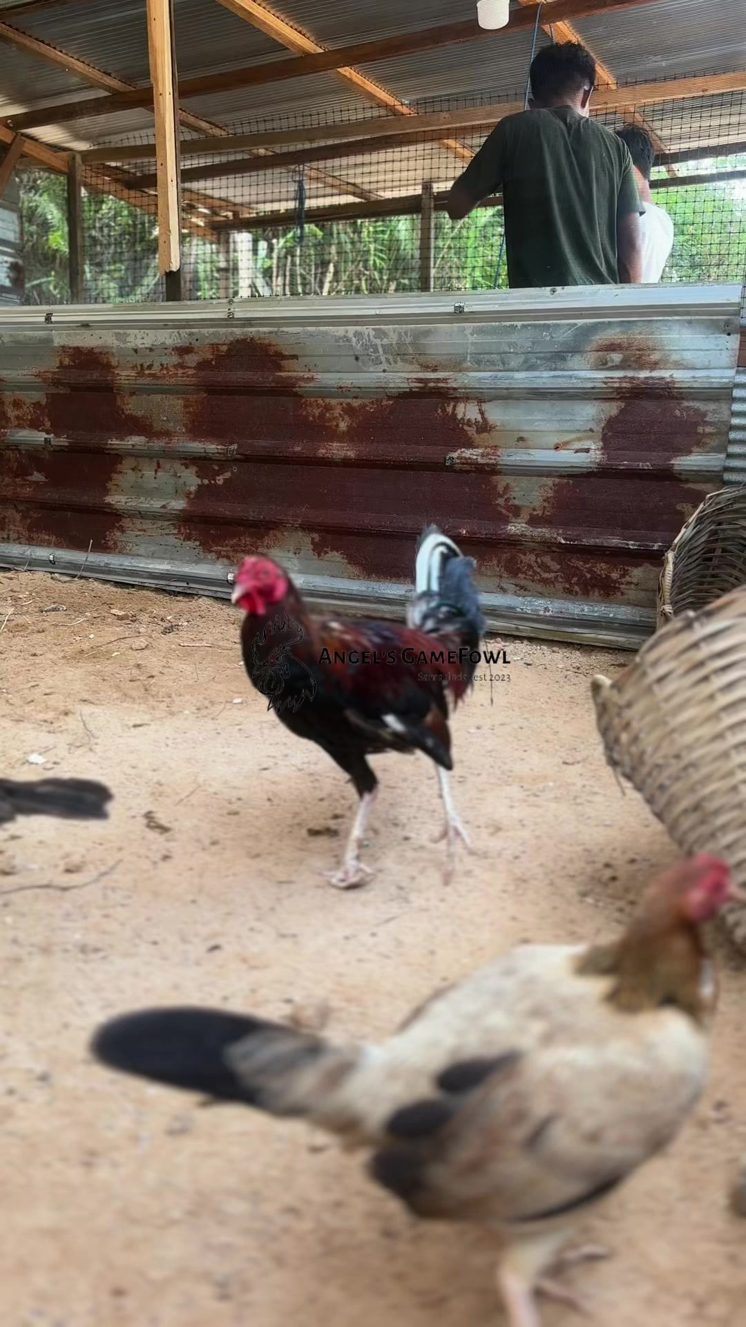 @angelsgamefowl88