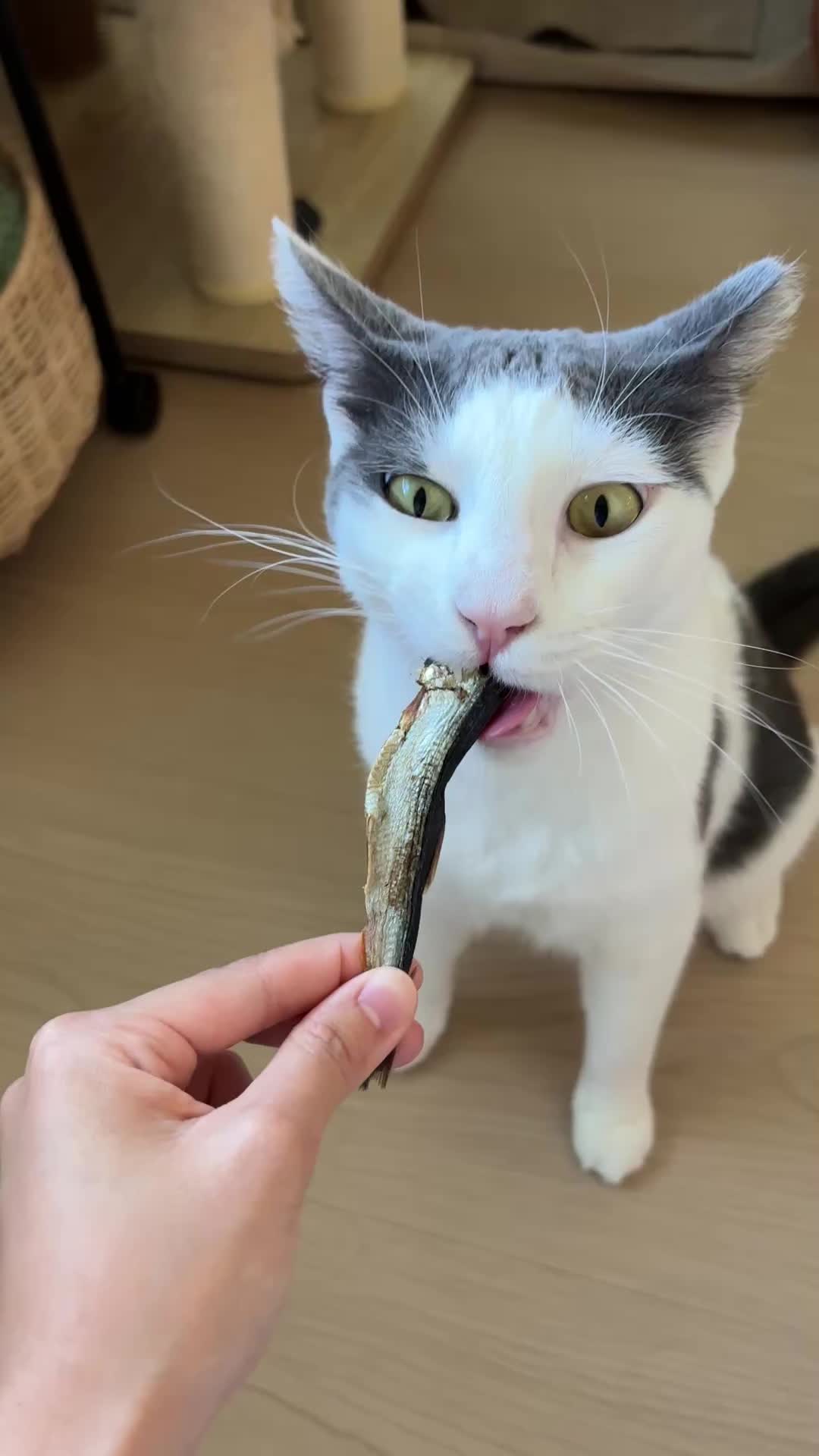 @Mimi Wawa Meow