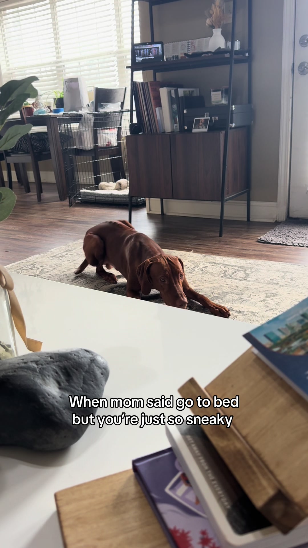 @Tycho the vizsla