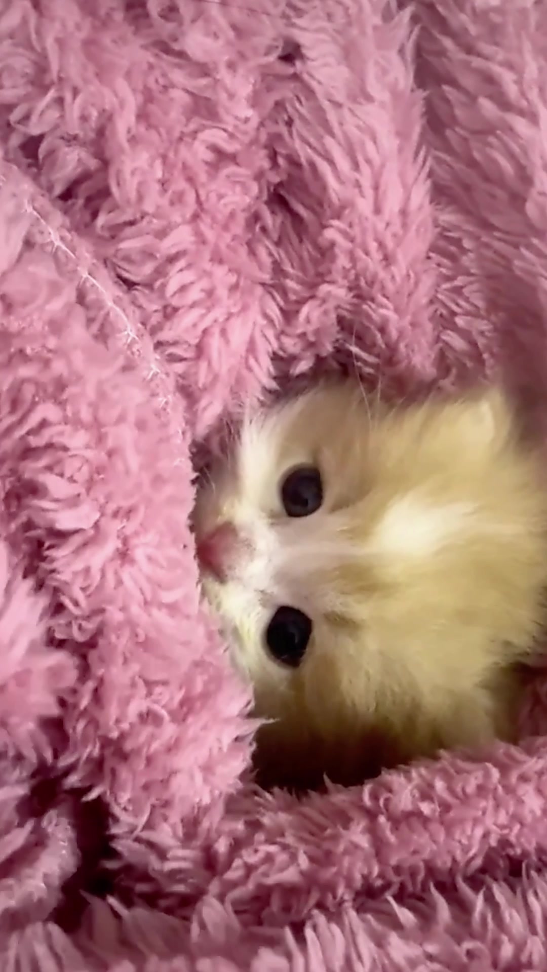 @catbosssss