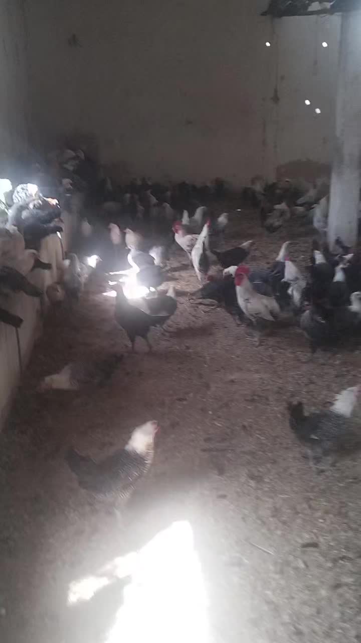 @فيومي ذهبي صفاقس