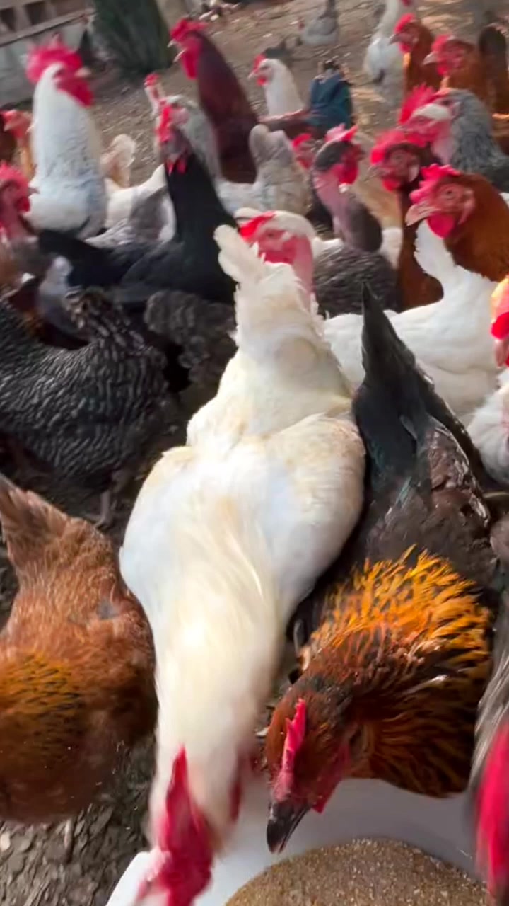 @NDIAYE-BREEDING 🐔