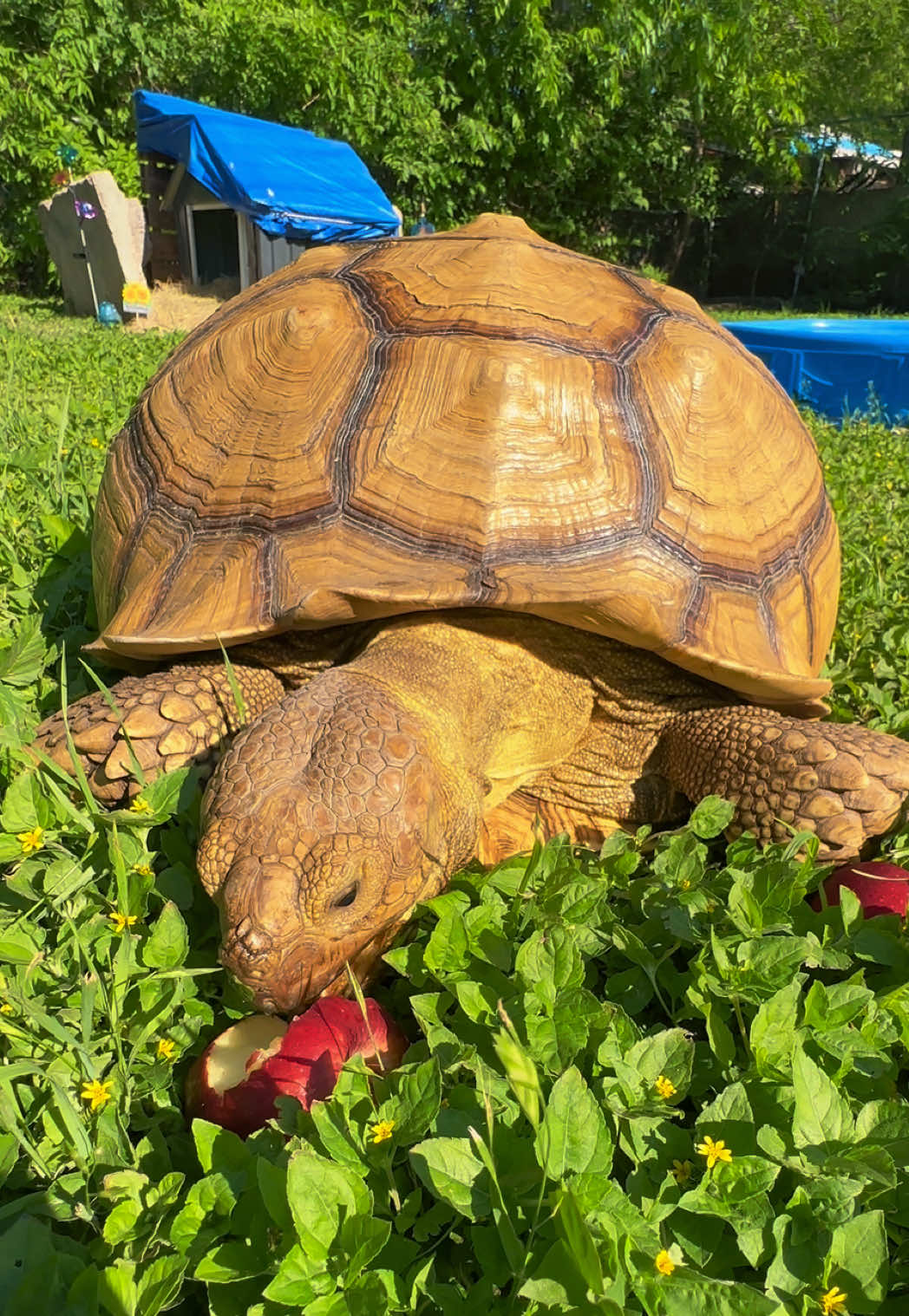 @OtisTheTortoise