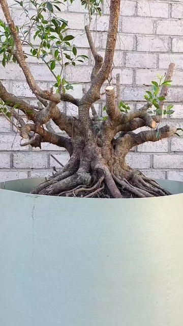 @Yanubonsai