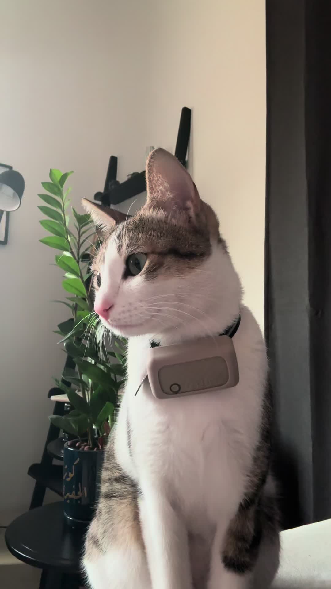 @Mahbooba The Cat
