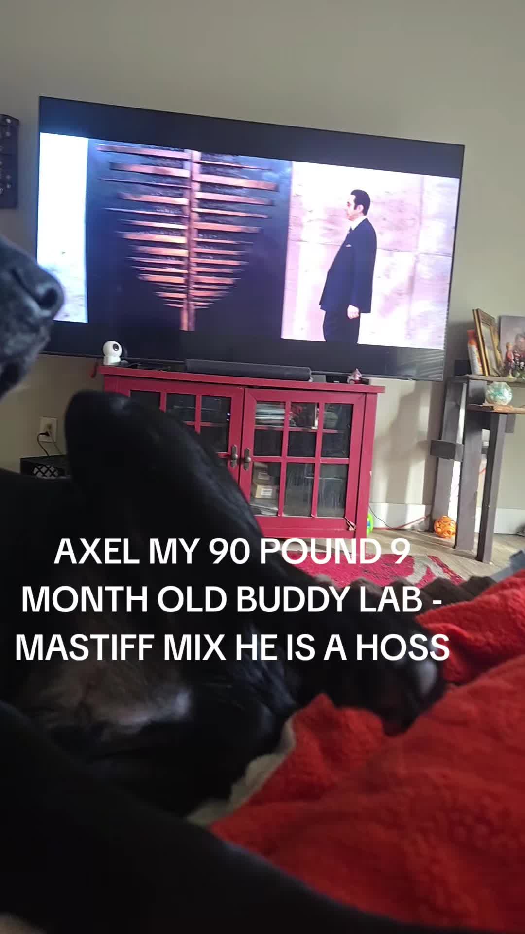 @TNCOUNTRYBOY31