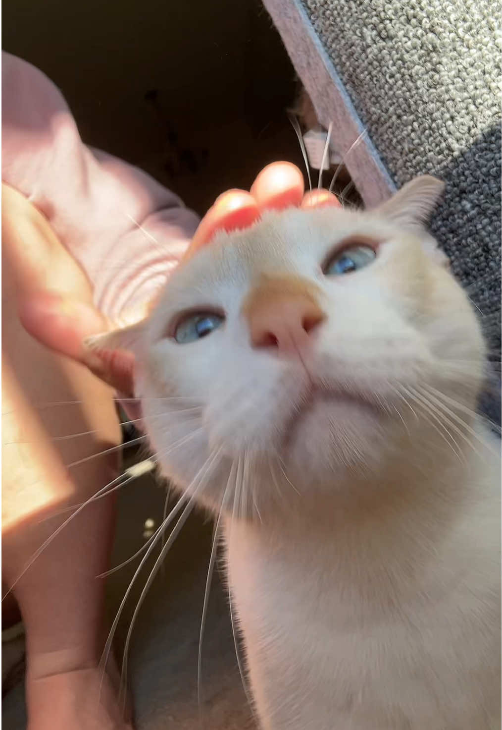 @FamiliarFEYpets