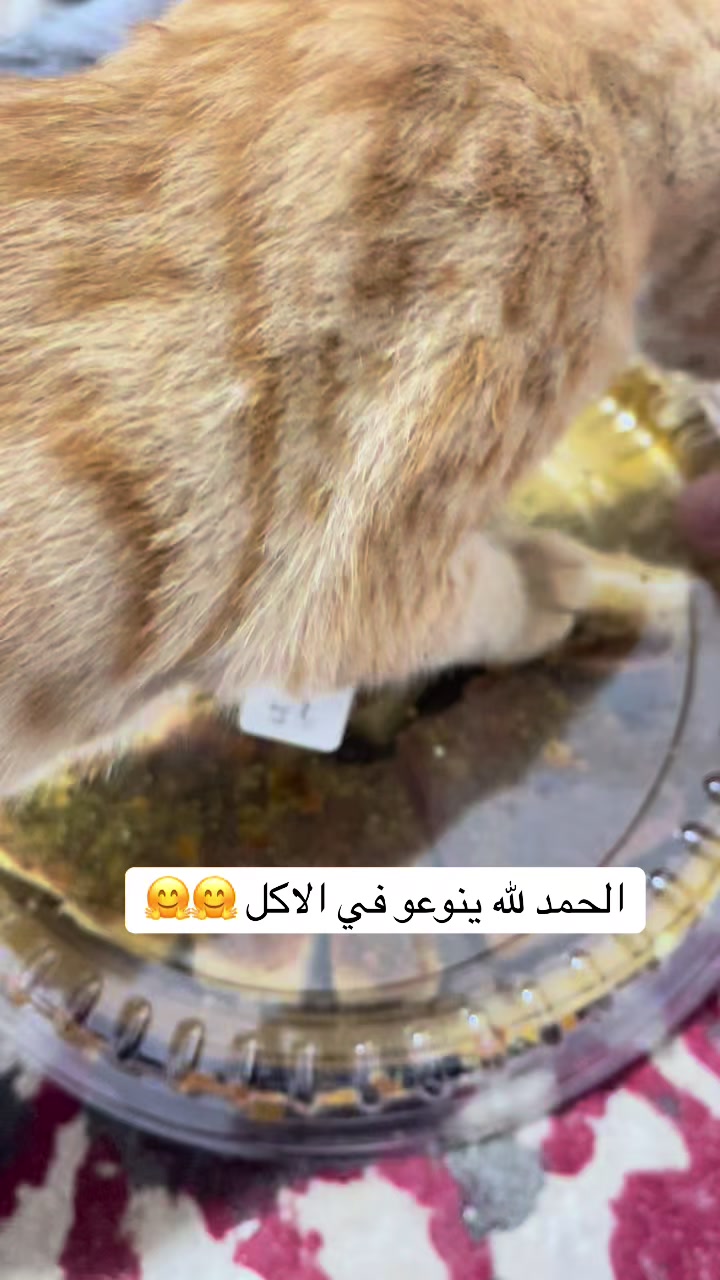 @ashkaltbiah