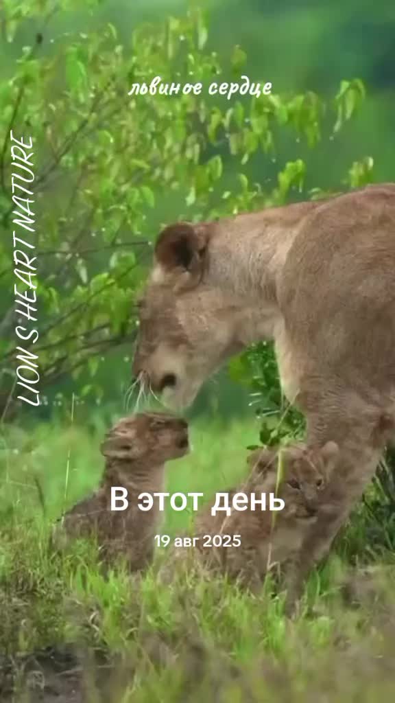 @LION S HEART NATURE