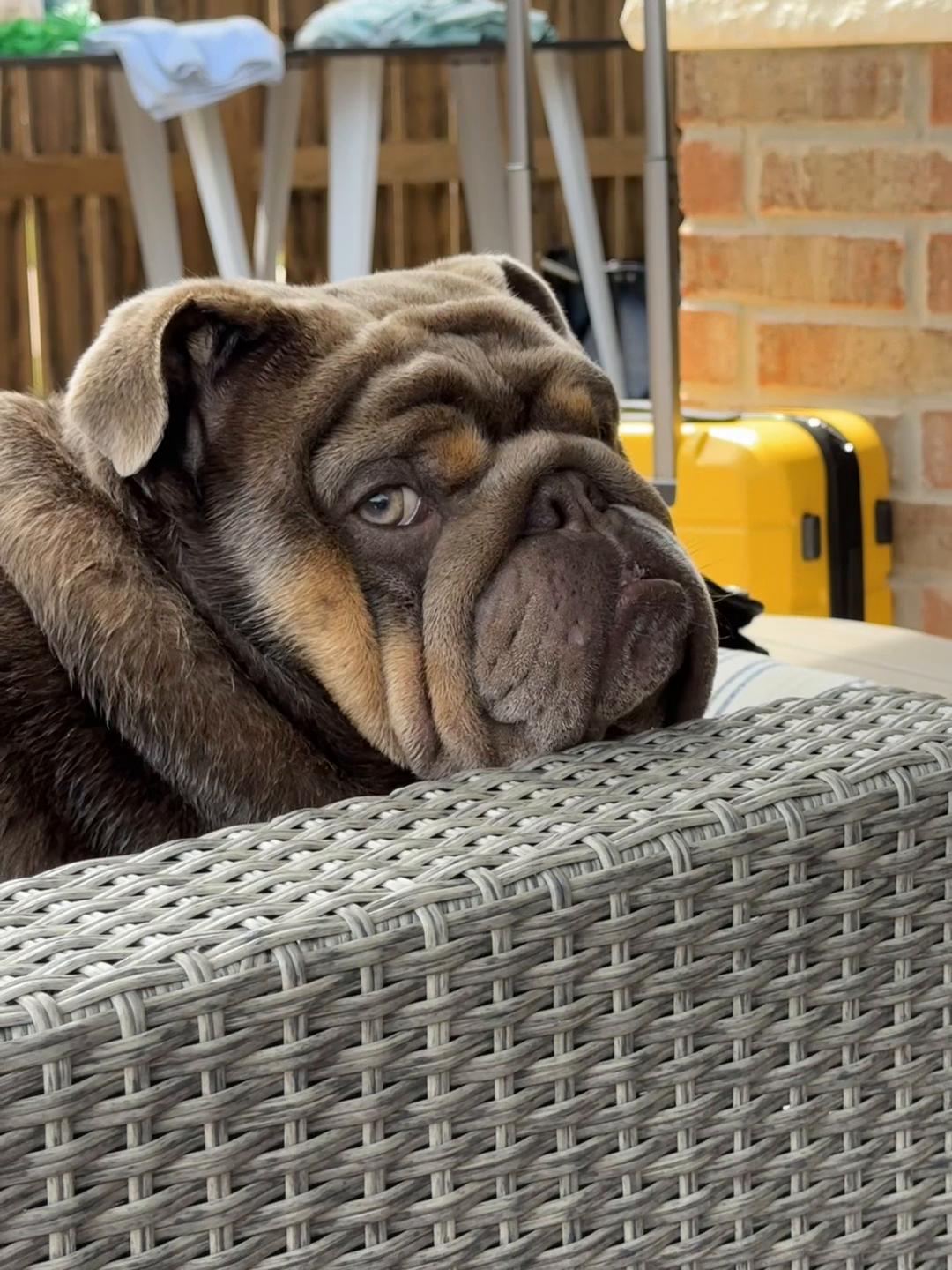 @RawlsTheBulldog
