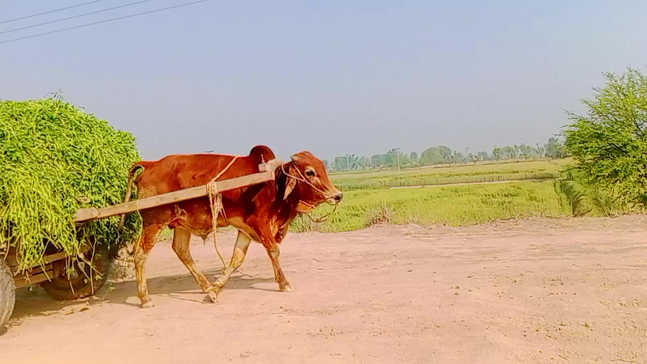 @tiktok.com/@falakshar3244