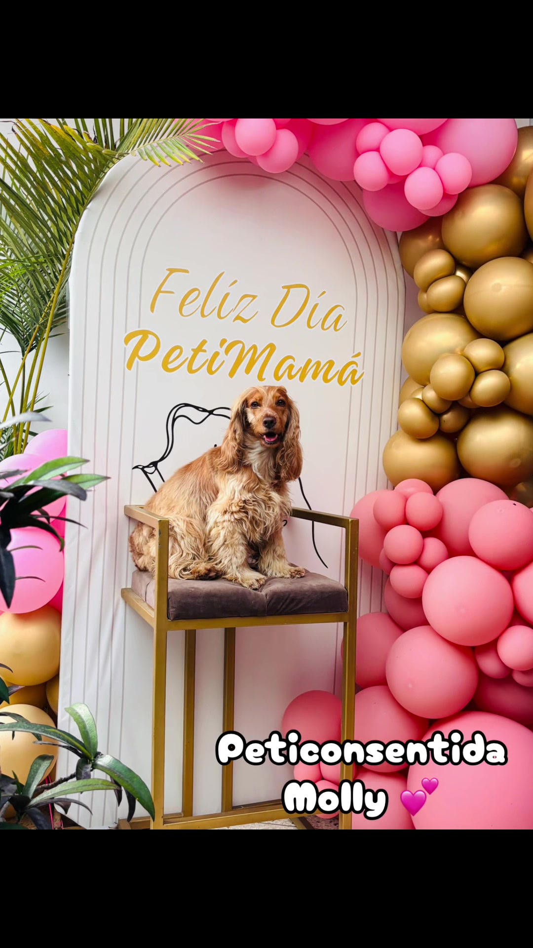 @🐾 Petisos 🐾