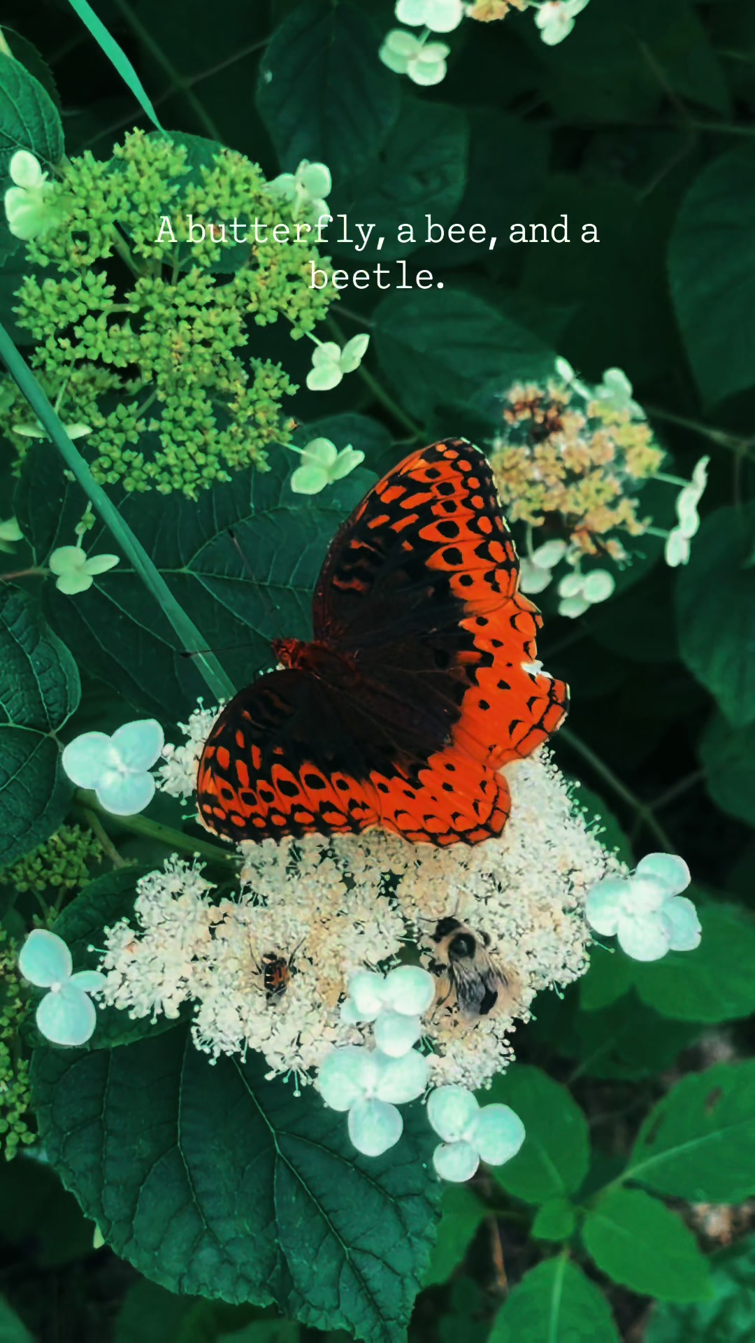 @๐ฒNature Smiles On Me๐ฒ