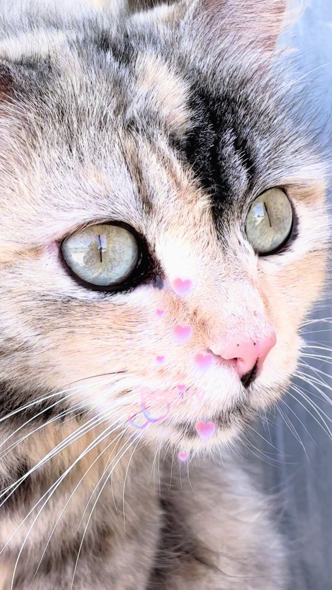 @Amri Gatitos