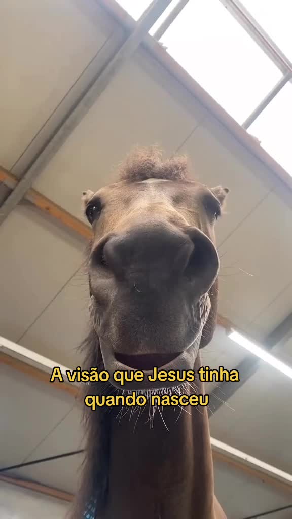 @O corvo