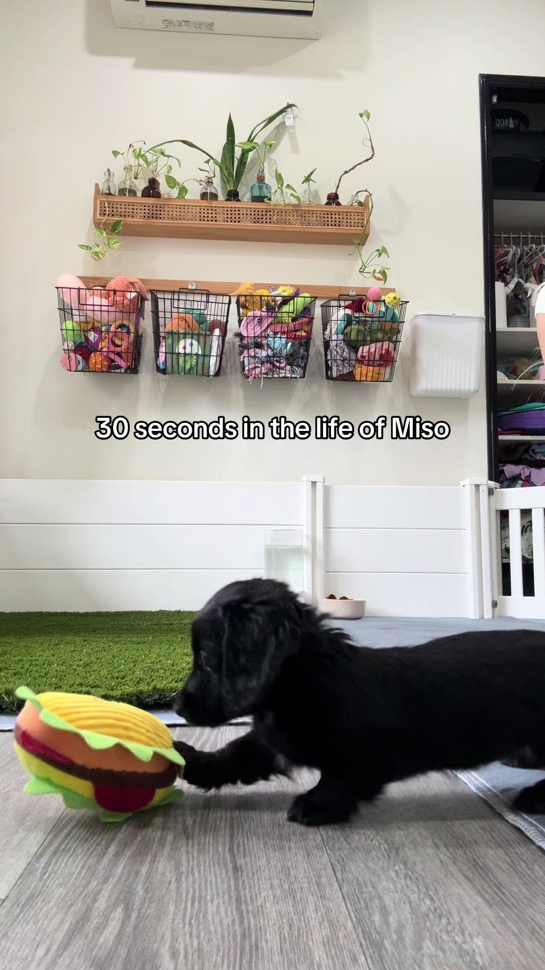 @Dachshund Dynasty