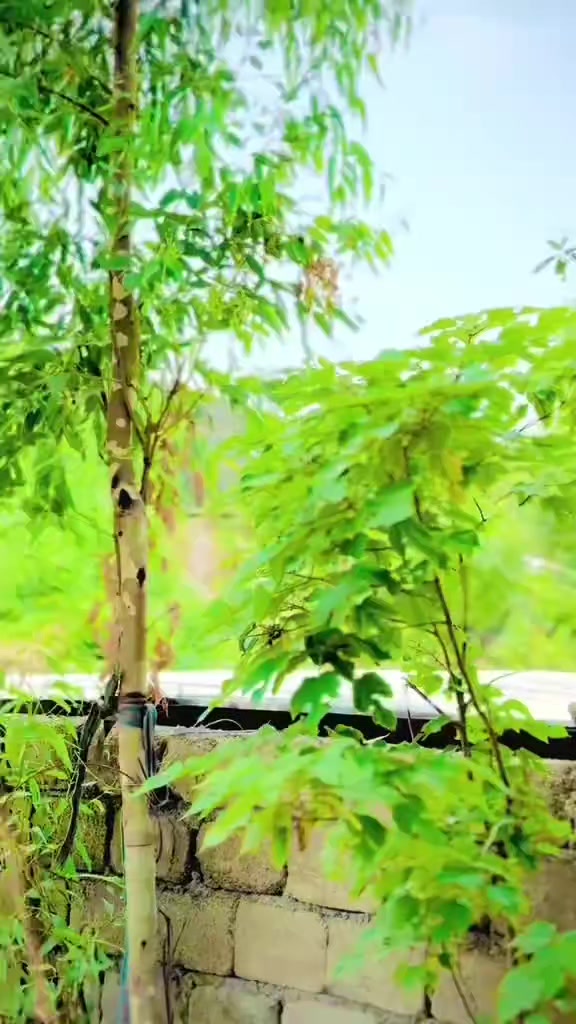 @ملک محسن شہزاد911