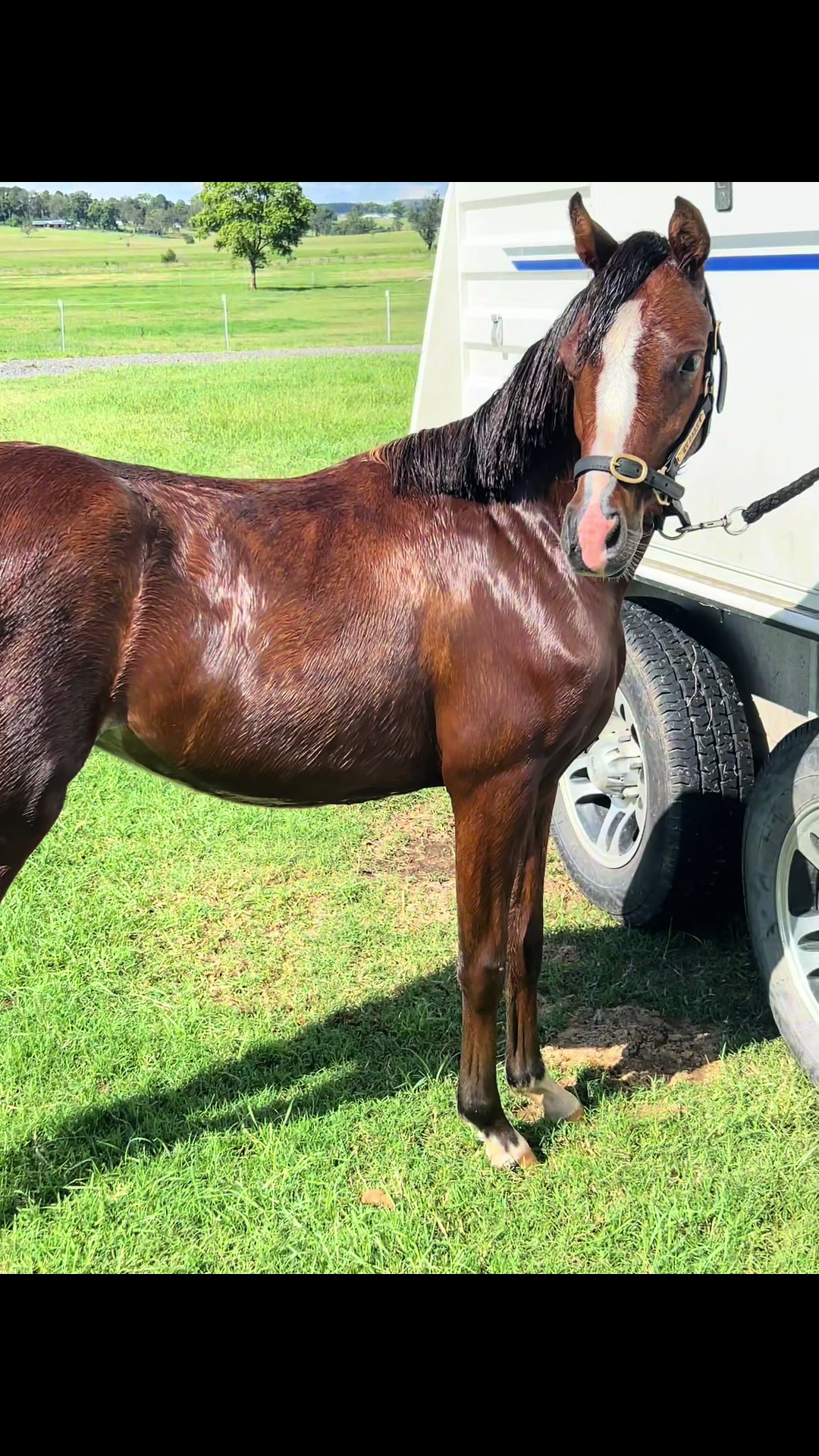 @RV Park Show Ponies