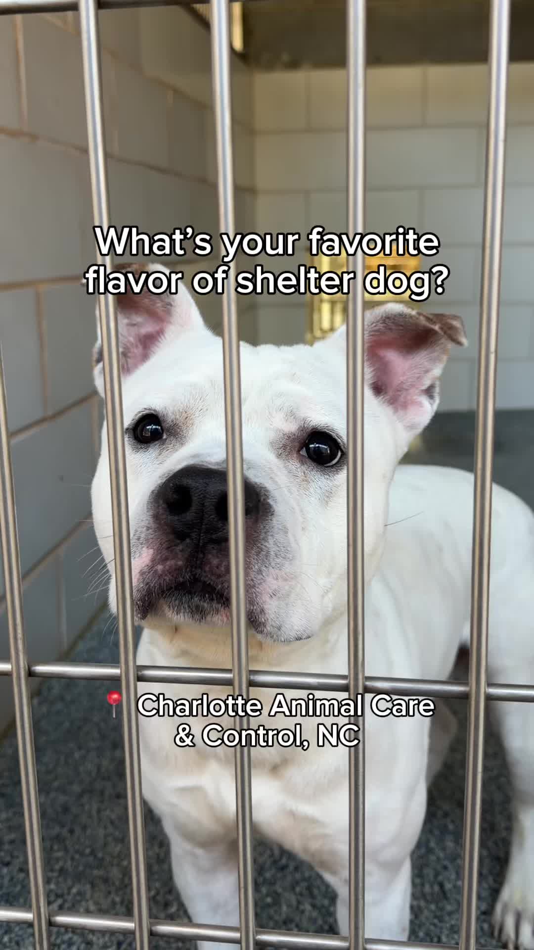 @Adopt a Pet