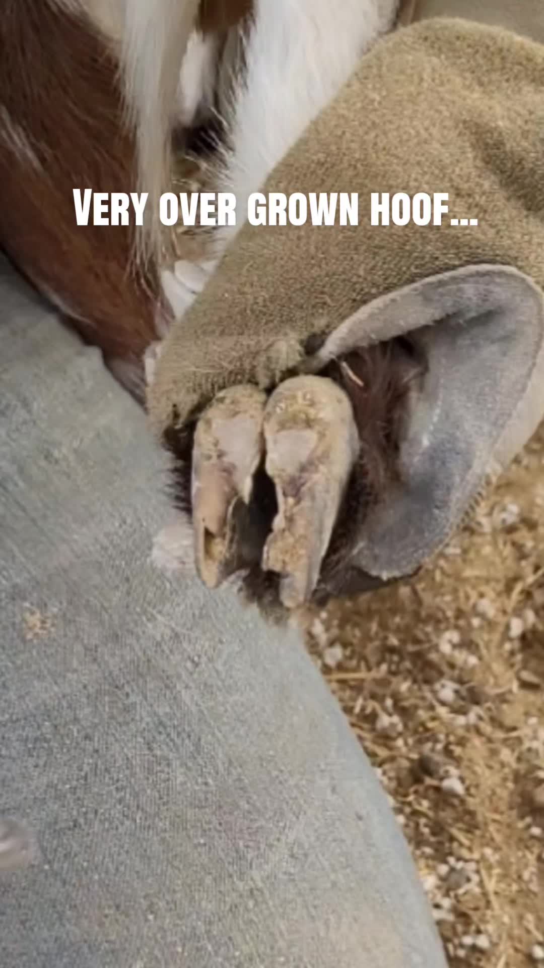 @VioletHorizonsFarm