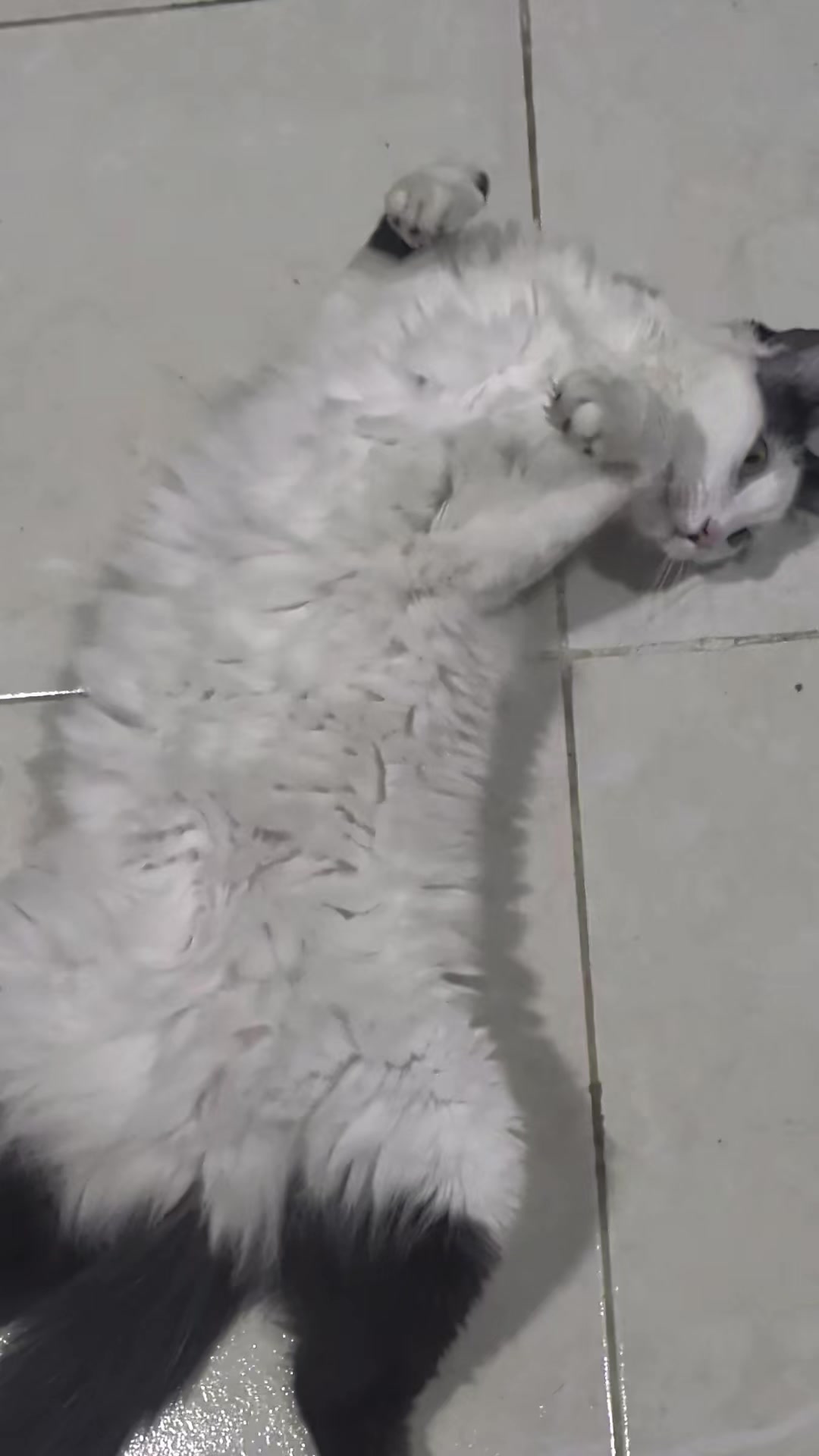 @Boinas 🐱