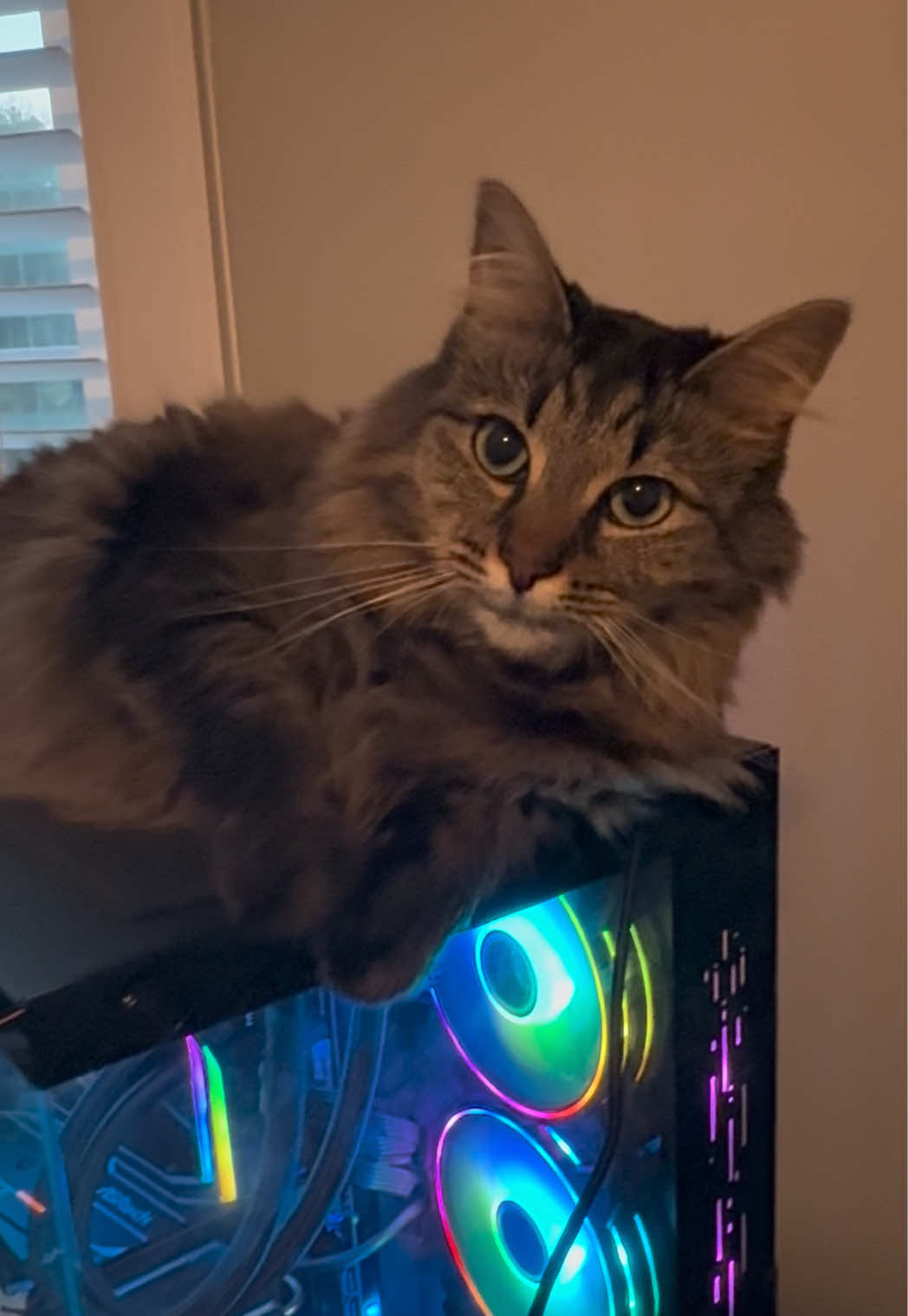 @RoxySnowballCatDrama