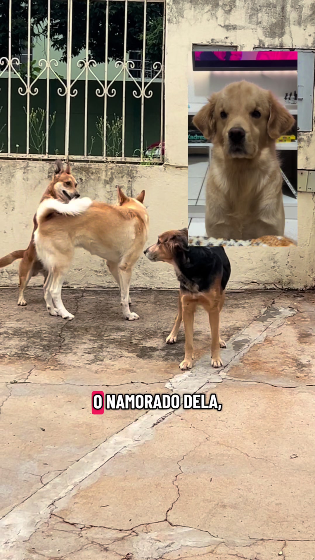 @Docinho, a golden especial.