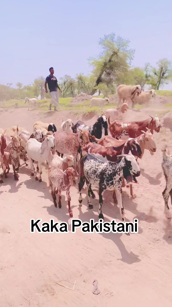 @kakapakistani7
